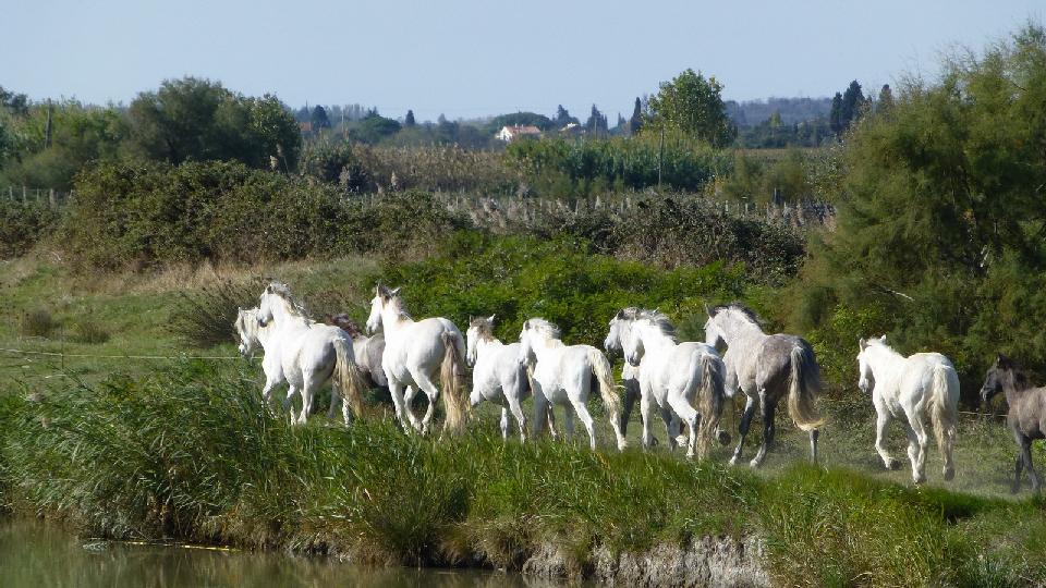 carnon