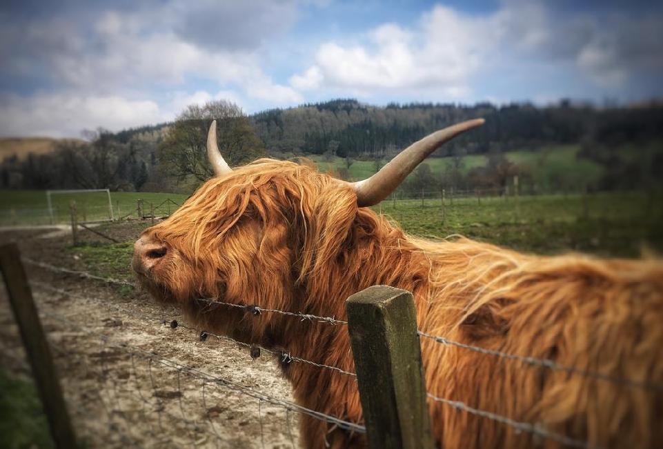 laggan